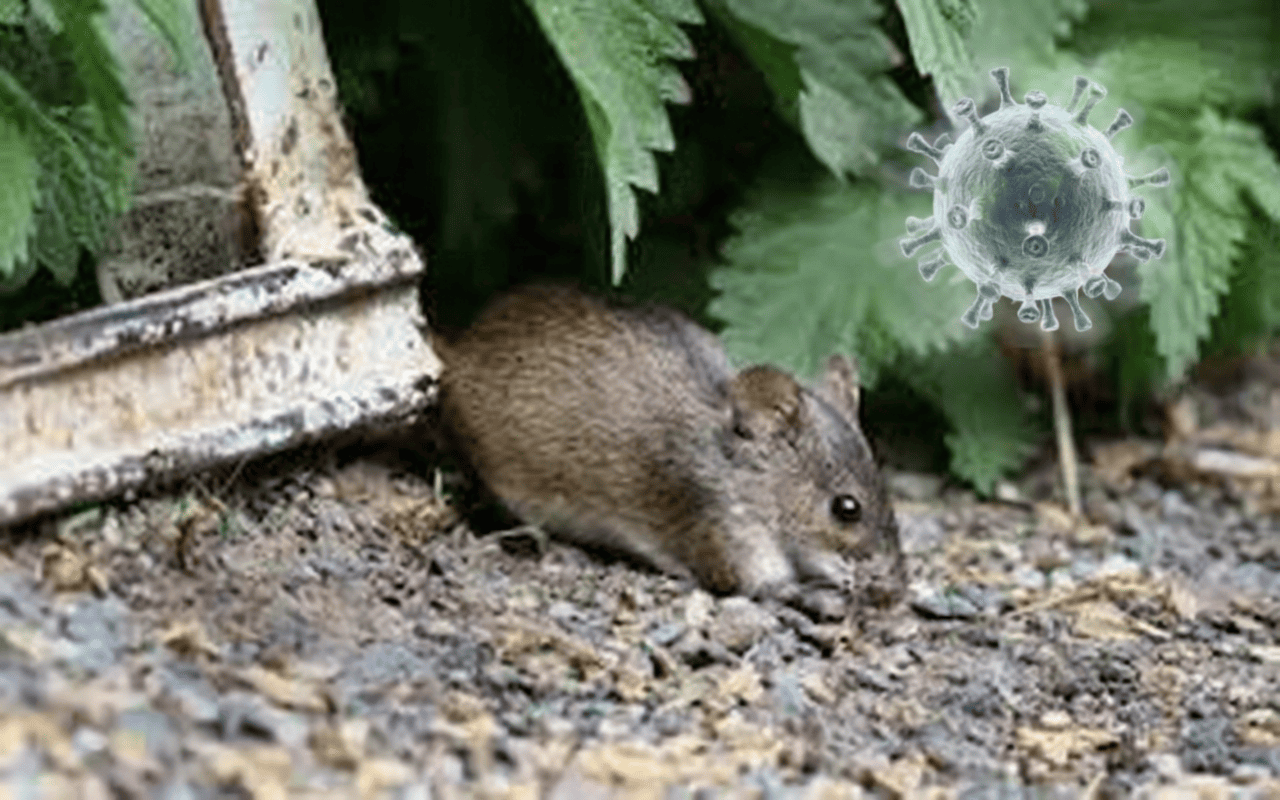 Hantavirus: Gejala, Penularan, Pencegahan, dan Bahayanya